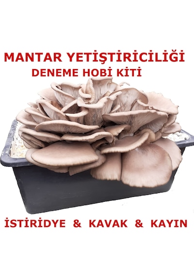 2 Adet İstiridye Mantarı Tohumu Ekili Kutu