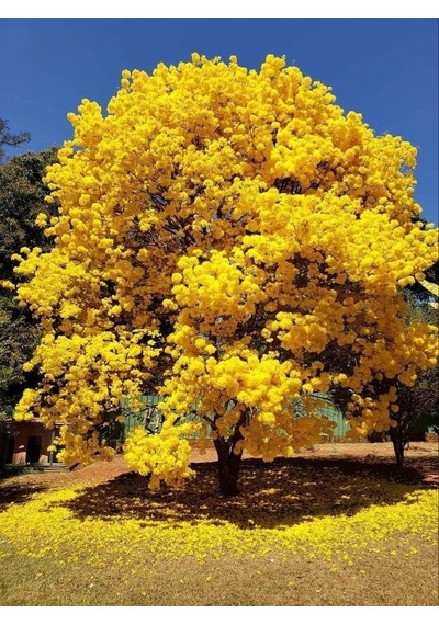 Mabet Ağacı Fidanı - Şifalı Ginkgo Biloba