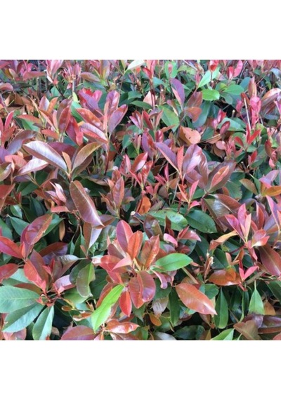 Bahçevilya 50-60 Cm Boyunda Alev Ağacı Photinia Fraseri Fidanı