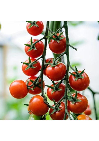 Sırık Cherry F1 Kiraz Domates Tohumu 10 Tohum