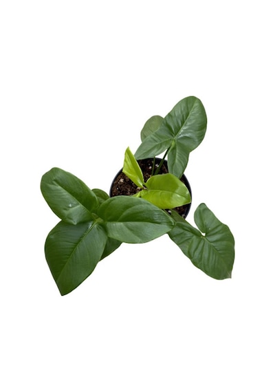 Philodendron 'dino Feet'