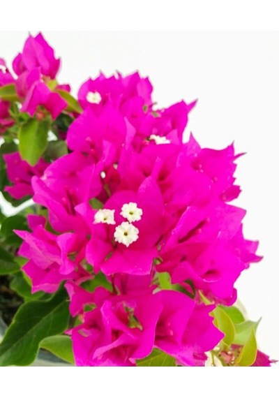 Videolu Fuşya Pembe Begonvil 30 50 Cm 1 Adet Saksılı Çiçekli Bahçe/ Balkon Bitkisi Bougainvillea