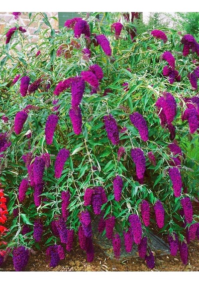 Kelebek Çalısı 40-60 Cm - Buddleja Davidii