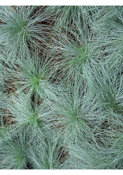 Videolu Mavi Osmanlı Çimi Fidanı 3 Adet Saksılı 20-40 Cm Bahçe Bitkisi Festuca Glauca