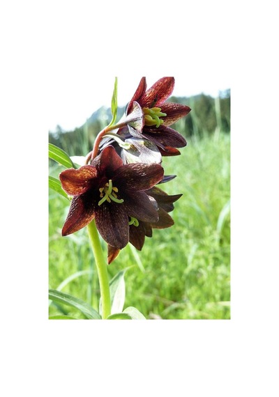 10 Adet Chocolate Lıly Black Kamchatka Brown Tohumu