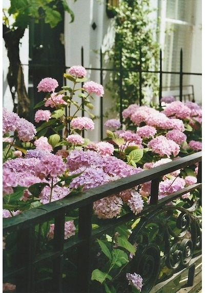 Pembe Ortanca - Yerli Fidan 20-30 Cm 5 Adet