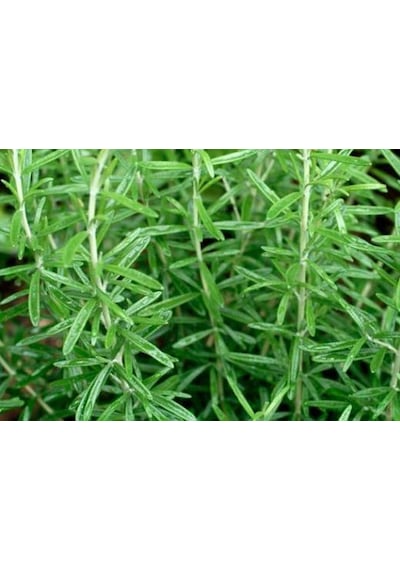 Tüplü Aromatik Biberiye Fidanı