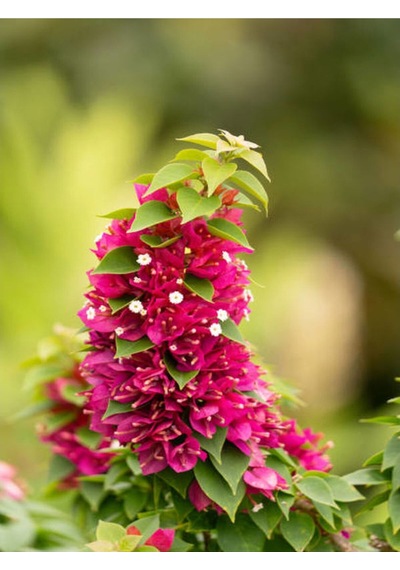 Pembe Bodur Begonvil Gelin Duvağı Çiçeği Fidanı 1 Adet Saksılı 50-70 Cm Bougainvillea