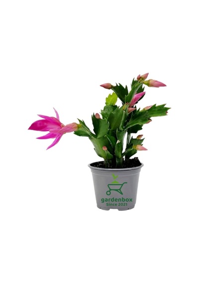 Schlumbergera Truncata Pembe Renk Yılbaşı Çiçeği 10-15cm Yılbaşı Kaktüsü