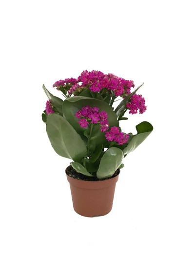 Kalanchoe Calandiva 'Purple' (Kalanşo Çiçeği) Ø10,5 CM Y15-20 CM
