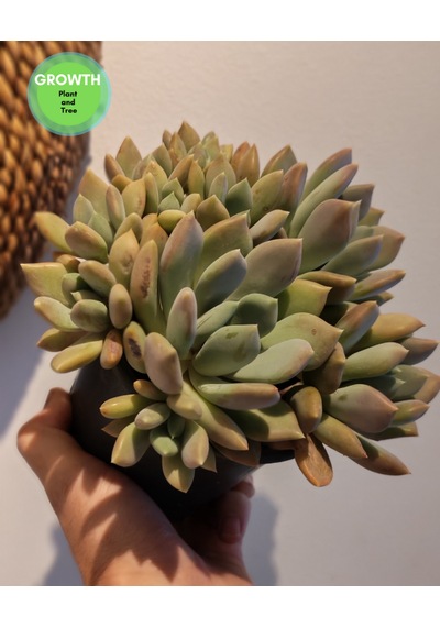 Pachyveria Draco Sukulent 1 Adet