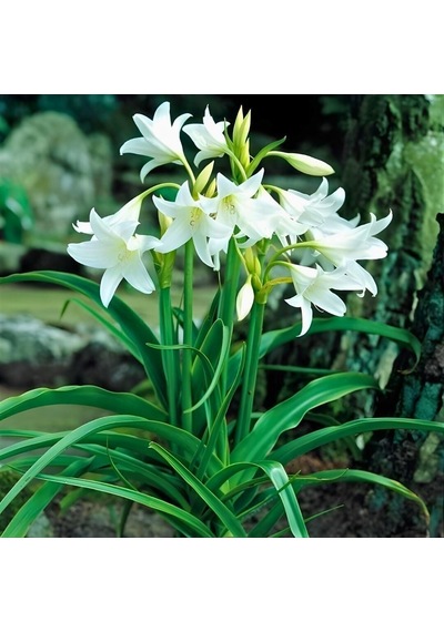 Nadir İri Çiçekli Parfüm Kokulu Crinum Powellii Album Bataklık Zambağı Soğanı 1 Adet