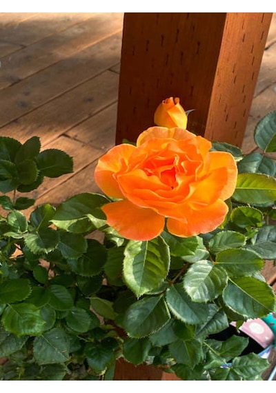 Videolu Yediveren Turuncu Renkli 30 50 Cm 1 Adet Saksılı Aşılı Gül Orange Rose