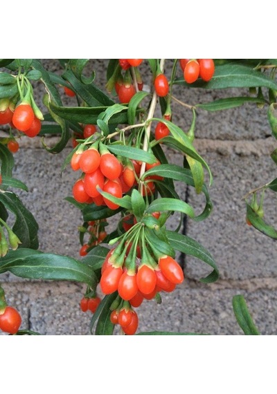 Princess Tao Goji Berry Kurt Üzümü Fidanı  10 Adet