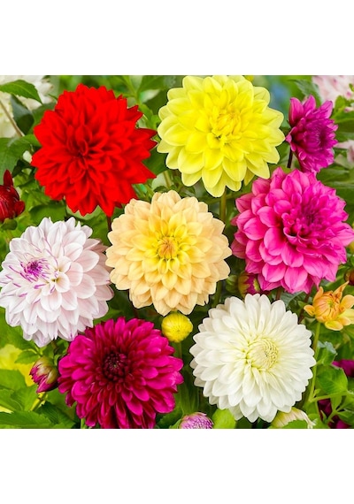 6-adet Karışık Renkli Dahlia Yıldız Çiçeği Fidesi