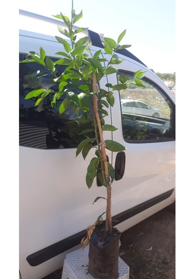 Tüplü Fidan King Mandalina Fidanı
