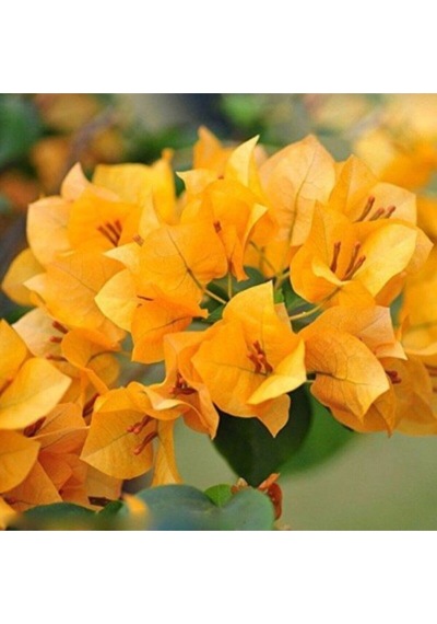 Videolu Sarı Begonvil Çiçeği Fidanı 50 Cm Saksılı/tüplü Dış Mekan Sarmaşık Bitkileri Yellow Begonia