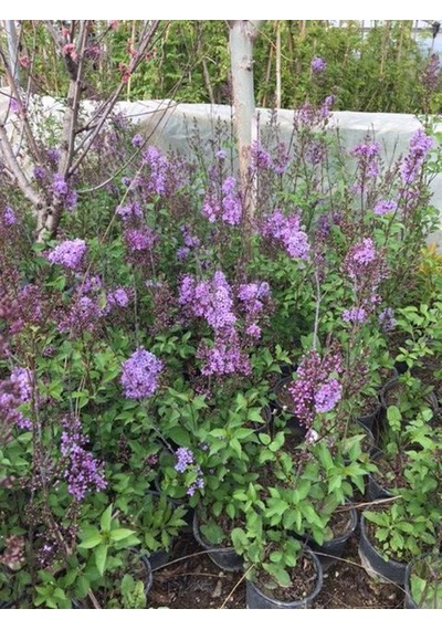 2 Adet Leylak Fidanı(Syringa chinensis ), Büyük 1 Metre , Saksılı