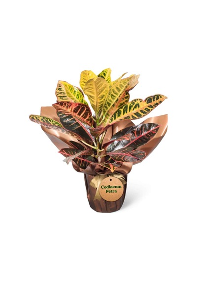 Kraton - Codiaeum Petra - 599284423