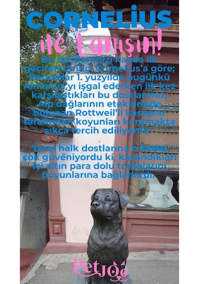 Petjoo 20.Cornelius Pembe-Mavi Qr'lı Köpek Künyesi
