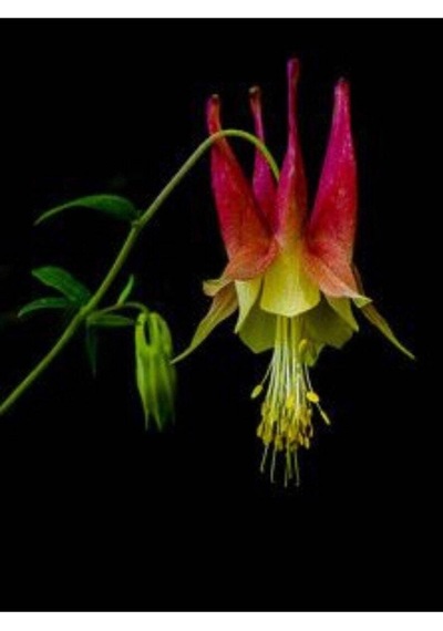 5 Adet Native Wild Columbine Tohumu