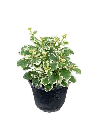 Alacalı Adaçayı Kokulu Benjamin Çiçeği 1 Adet Saksılı 10-20cm