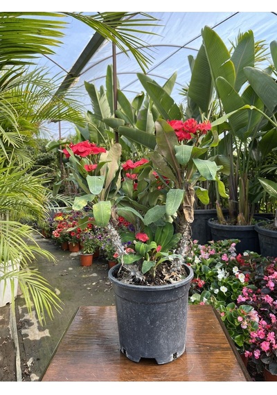 Videolu Dikenler Tacı 25 40 Cm Saksılı Kaktüs Euphorbia
