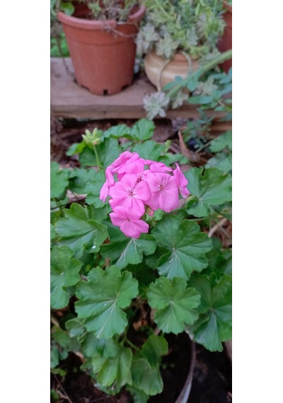 Aydoğdu Rosalinda Saksılı Gül Sardunya 20/30 Cm