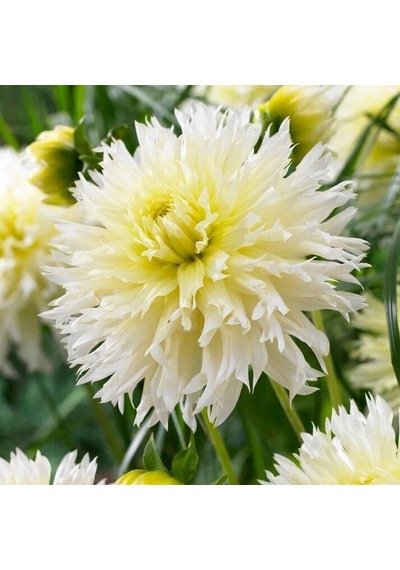 İri Xxl Çiçekli Ice Crystal Dahlia Yıldız Çiçeği Soğanı Yumrusu 1 Adet