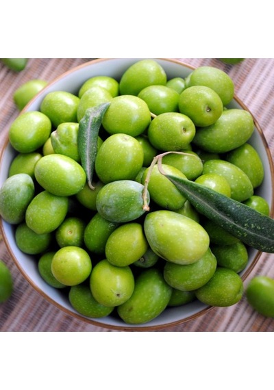 Yüksek Kalibre Aşılı Kırmalık Çekişte Zeytin Fidanı