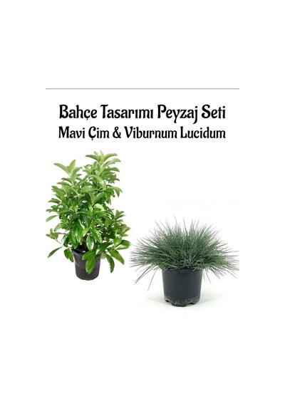 Mavi Çim 1 Adet Saksılı 10-20cm +kartopu Viburnum 30-60cm 1adet Bahçe Seti