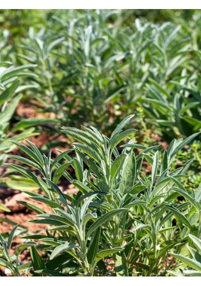 Videolu Harika Kokulu 1 Adet Adaçayı Fidanı 40-60cm Saksılı Rosemary Seedling