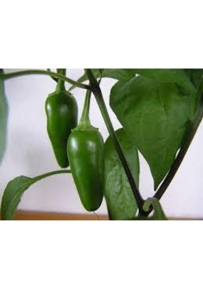 5 Adet Tohum Ithal Acı Jalapeno Biberi Tohumu Meksika Biberi Tohumu Süpriz Hediye Tohum Zehir Acı