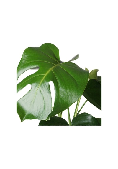 Monstera Deliciosa - Deve Tabanı - Ev Ofis Salon Iç Mekan Bitkisi - 40-50 Cm
