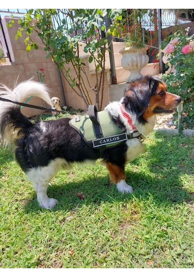 Kişiye Özel, Isimli K9 Köpek Tasması, Göğüs Tasması Haki