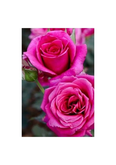 Pembe Gül Fidani 1 Adet 10-20 Cm