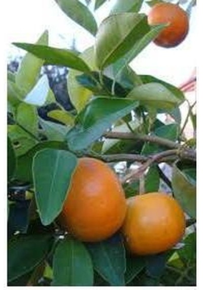 Satsuma Mandalina Fidanı 5 Adet - 3 Yaş Tüplü Fidan