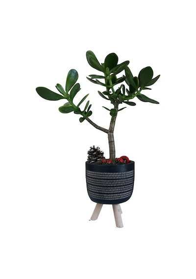 Sukulent Crassula Ovata | Ayaklı Siyah Saksıda