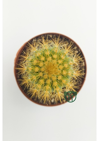 Notocactus Leninghausii 5.5 Cm Saksıda