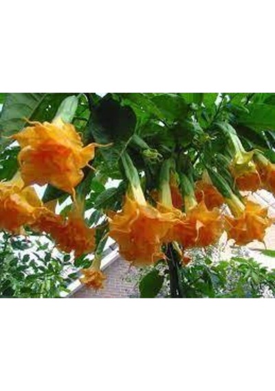 5 Adet Tohum Angel Trumpet Çiçeği Meleklerin Borozanı Çiçek Tohumu Süpriz Hediye Bonsai Ağacı Tohum