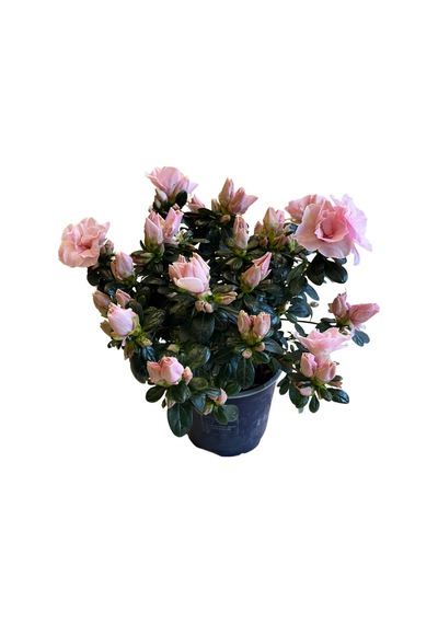 Rhododendron Indicum 'pinkish' Açelya Çiçeği