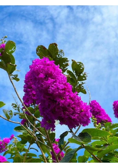 Favori Ürün Mor Renkli Oya Çiçeği Fidanı 40 85 Cm 1 Adet Saksılı Lagerstroemia Indica