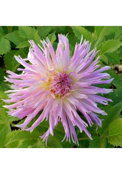Pink Eurydice Dahlia Yıldız Çiçeği Yumrusu 1 adet