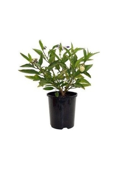 Kokulu Kavun Aromalı Pepino Fidanı 10-20 Cm