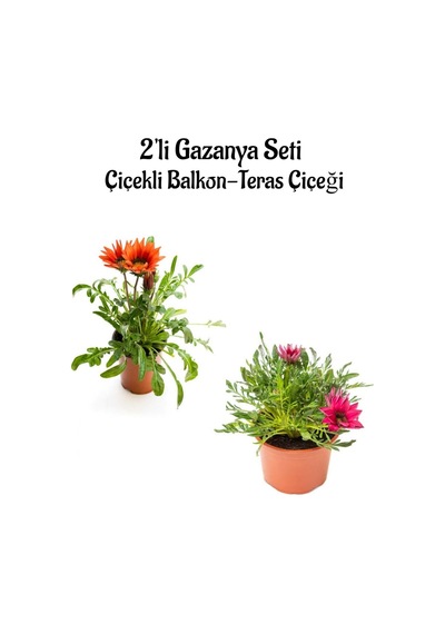 Kırmızı-koyu Pembe Gazanya Çiçeği 2 Adet Saksılı 10-20cm Balkon/teras Çiçeği