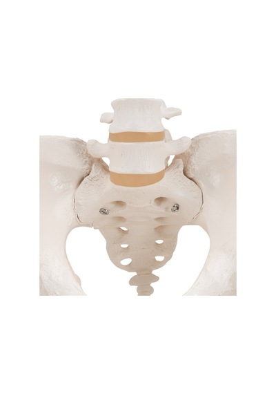 Kadın Pelvis Modeli - Hareketli