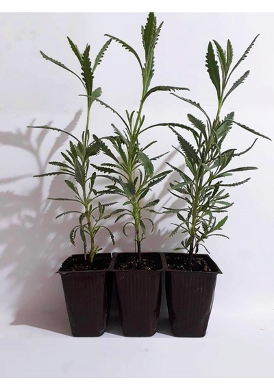 Lavanta Fidanı 4 Adet 10-20 Cm