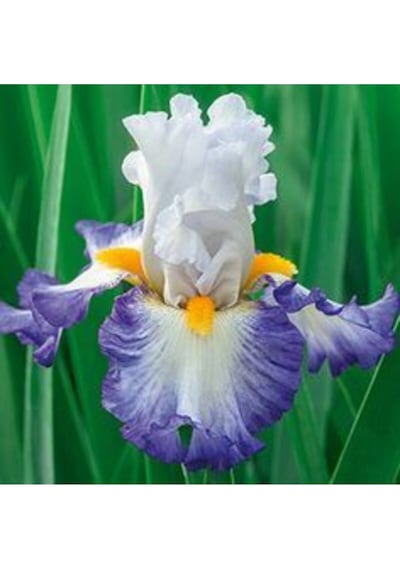 2 Adet Mavi Kanat Iris Germenica Çiçek Soğanı - ADAFDN0226