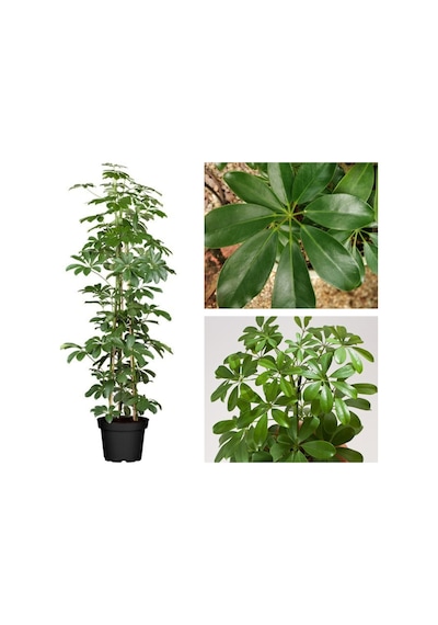 Serada Decor Plant Yeşil Şeflera Tek Dallı Salon Bitkisi Schefflera 70-80 Cm İç Mekan Bitkisi
