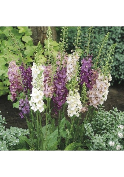 10 Adet Verbascum Phoenicium Mix Tohumu